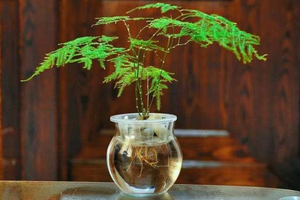 文竹喜水吗,喜水但不耐水涝