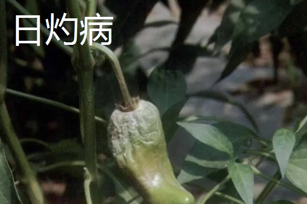 辣椒有什么常见的病害，黑霉病、绵腐病、根腐病等病害很容易发生