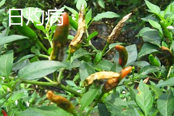 辣椒有什么常见的病害，黑霉病、绵腐病、根腐病等病害很容易发生