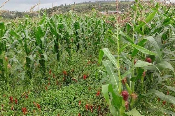 辣椒有什么常见的病害，黑霉病、绵腐病、根腐病等病害很容易发生