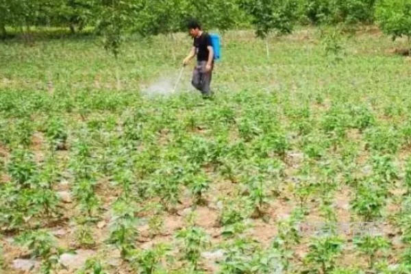 辣椒有什么常见的病害，黑霉病、绵腐病、根腐病等病害很容易发生