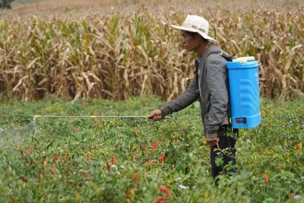 辣椒有什么常见的病害，黑霉病、绵腐病、根腐病等病害很容易发生