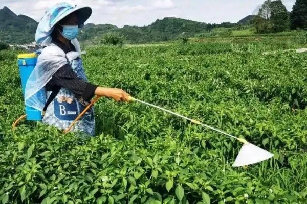 辣椒有什么常见的病害，黑霉病、绵腐病、根腐病等病害很容易发生