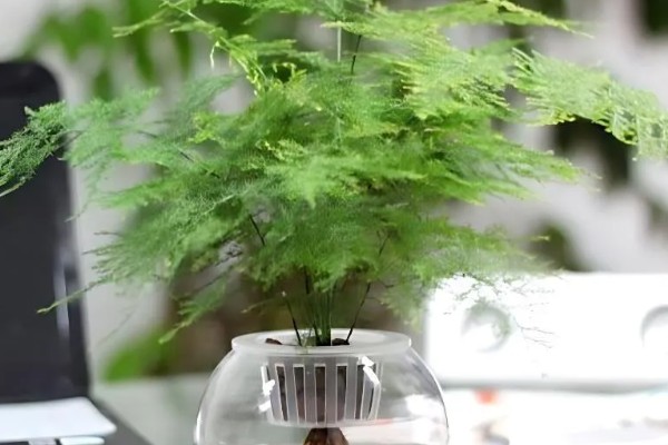 文竹喜水吗,喜水但不耐水涝