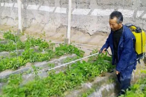 辣椒有什么常见的病害，黑霉病、绵腐病、根腐病等病害很容易发生