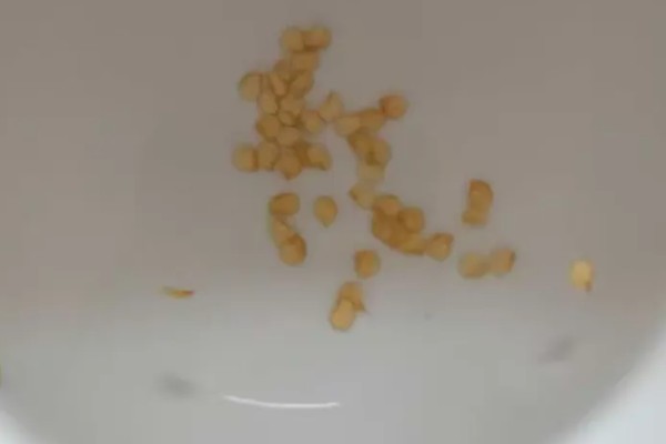 辣椒有什么常见的病害，黑霉病、绵腐病、根腐病等病害很容易发生