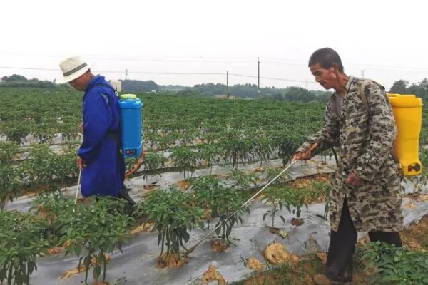 辣椒有什么常见的病害，黑霉病、绵腐病、根腐病等病害很容易发生