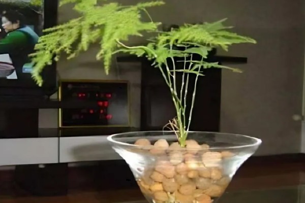 文竹喜水吗,喜水但不耐水涝