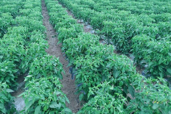 辣椒有什么常见的病害，黑霉病、绵腐病、根腐病等病害很容易发生