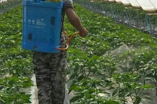 辣椒有什么常见的病害，黑霉病、绵腐病、根腐病等病害很容易发生