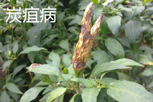 辣椒有什么常见的病害，黑霉病、绵腐病、根腐病等病害很容易发生