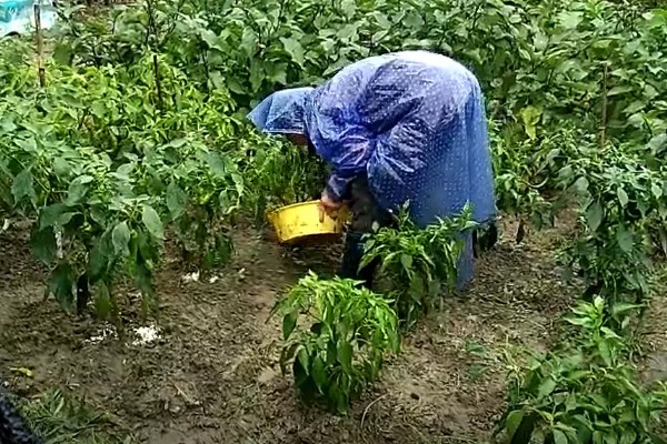 辣椒有什么常见的病害，黑霉病、绵腐病、根腐病等病害很容易发生