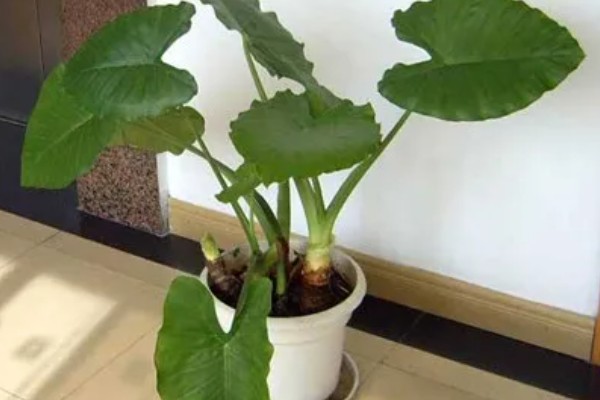 滴水观音是否喜光，是一种喜光的植株