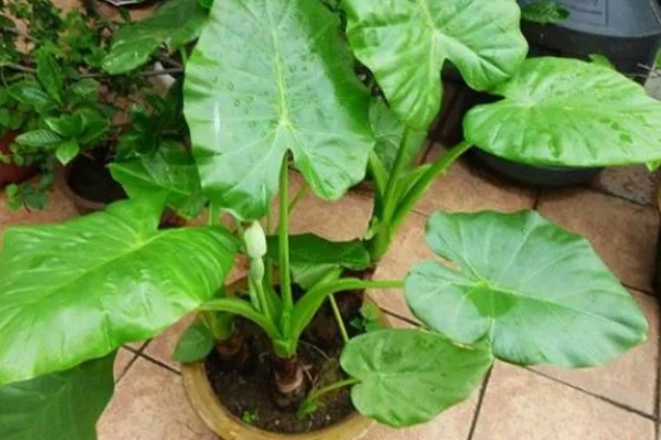 滴水观音是否喜光，是一种喜光的植株