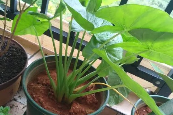 滴水观音是否喜光，是一种喜光的植株