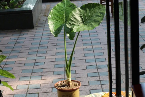 滴水观音是否喜光，是一种喜光的植株