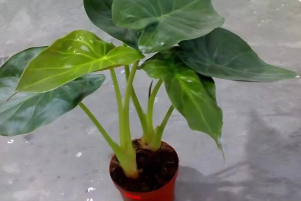 滴水观音是否喜光，是一种喜光的植株