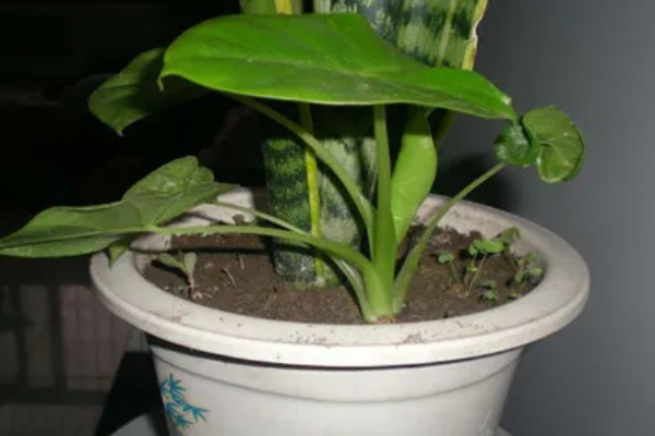 滴水观音是否喜光，是一种喜光的植株