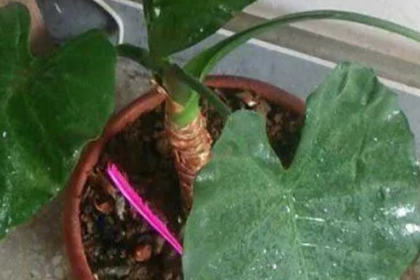 滴水观音是否喜光，是一种喜光的植株