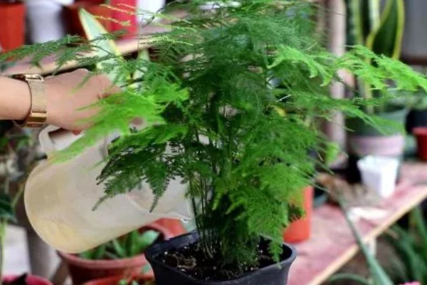 文竹喜水吗,喜水但不耐水涝