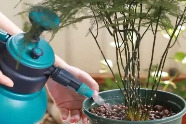 文竹喜水吗,喜水但不耐水涝