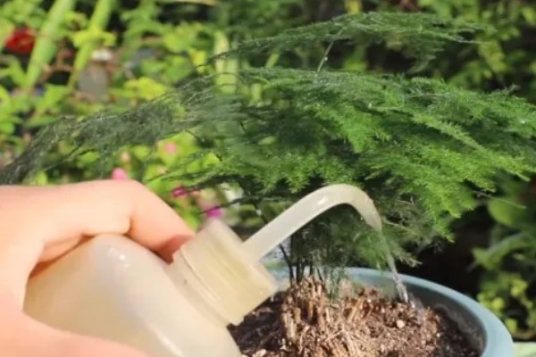 文竹喜水吗,喜水但不耐水涝