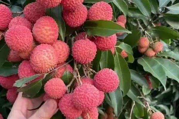 广西省灵山县的特产，灵山荔枝因品质上乘而驰名中外