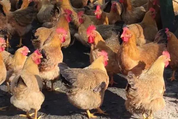 广西省灵山县的特产，灵山荔枝因品质上乘而驰名中外