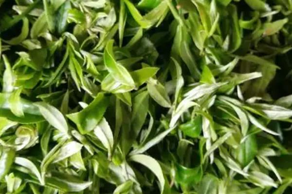 广西省灵山县的特产，灵山荔枝因品质上乘而驰名中外