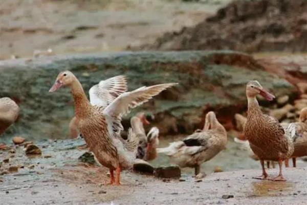 广西省灵山县的特产，灵山荔枝因品质上乘而驰名中外