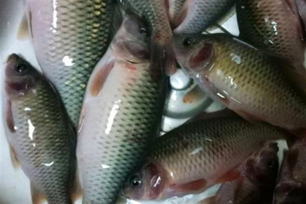 广西省灵山县的特产，灵山荔枝因品质上乘而驰名中外