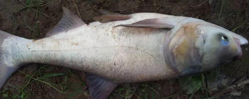 钓鲢鱼用什么鱼竿，推荐海竿、矶钓竿等