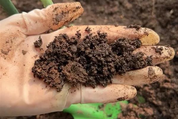 多肉子宝怎么养殖，每隔7天左右浇一次水