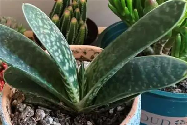 多肉子宝怎么养殖，每隔7天左右浇一次水