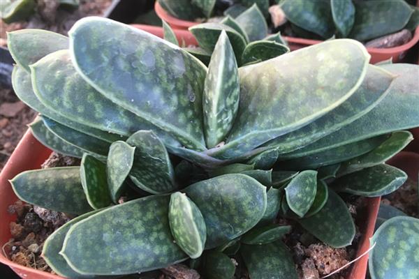 多肉子宝怎么养殖，每隔7天左右浇一次水