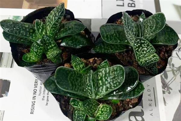 多肉子宝怎么养殖，每隔7天左右浇一次水