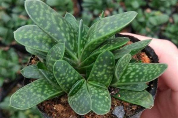 多肉子宝怎么养殖，每隔7天左右浇一次水