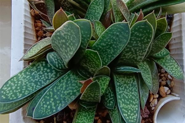 多肉子宝怎么养殖，每隔7天左右浇一次水