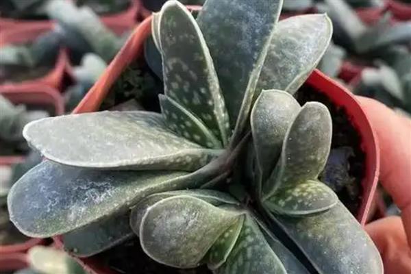 多肉子宝怎么养殖，每隔7天左右浇一次水