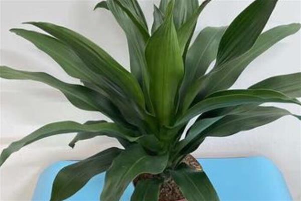 巴西铁树的叶片为何会发黄干枯，一般是遇到强光、缺水、发病等原因所致