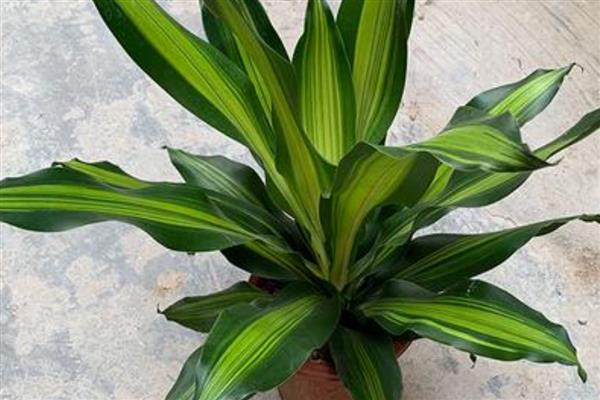 巴西铁树的叶片为何会发黄干枯，一般是遇到强光、缺水、发病等原因所致