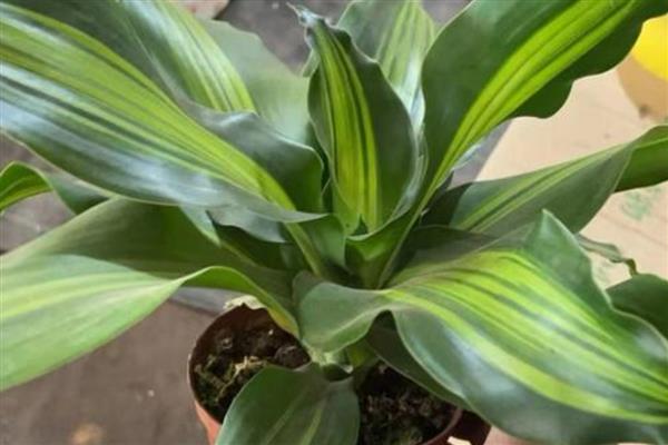 巴西铁树的叶片为何会发黄干枯，一般是遇到强光、缺水、发病等原因所致