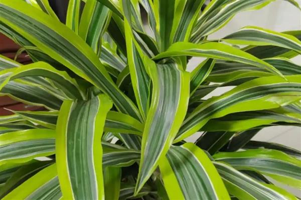 巴西铁树的叶片为何会发黄干枯，一般是遇到强光、缺水、发病等原因所致