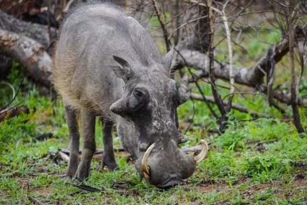 野猪吃什么,主食植物性食物