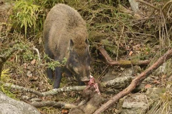 野猪吃什么,主食植物性食物