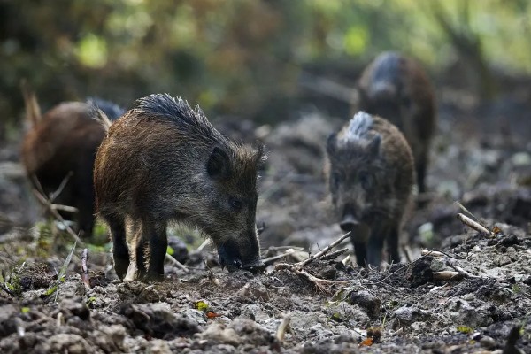 野猪吃什么,主食植物性食物