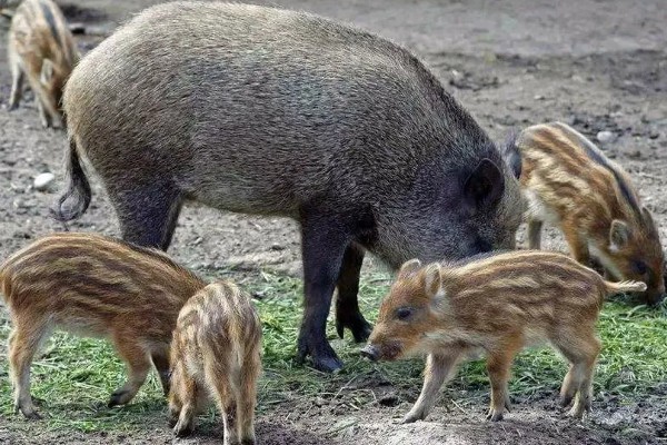 野猪吃什么,主食植物性食物