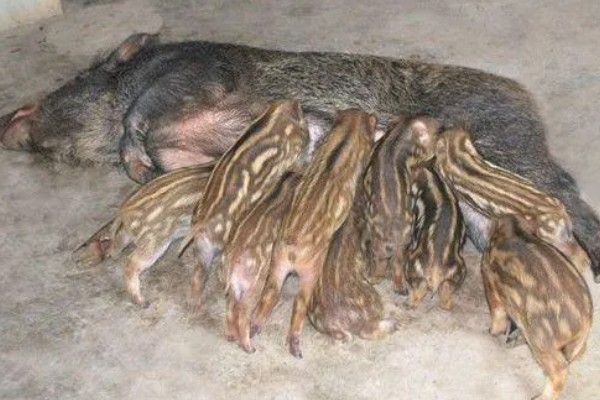 野猪吃什么,主食植物性食物