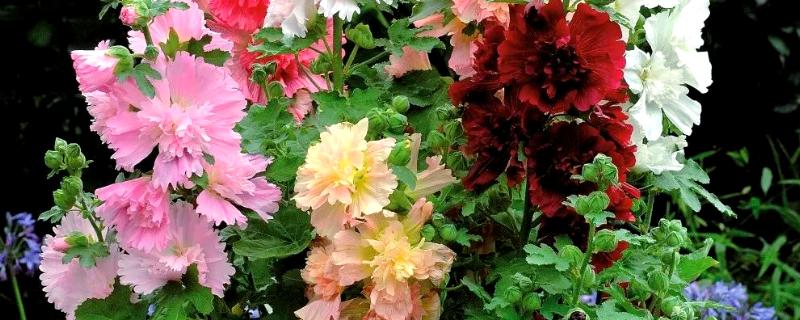 蜀葵花有什么花语，花语含义是梦