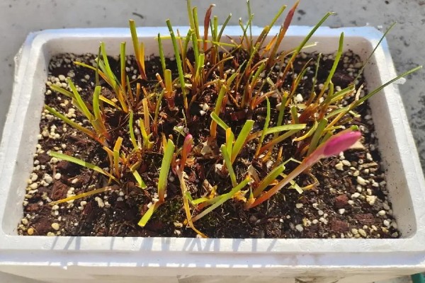 用多深的盆种植风雨兰，要达到12-18厘米